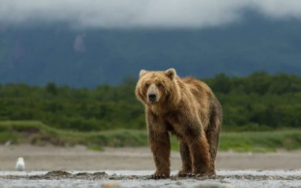 Ιταλία: Αρκούδα σκότωσε 26χρονο που έκανε τζόκινγκ