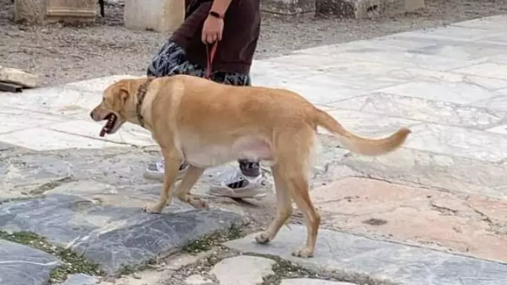 Πώς διασώθηκαν πυρόπληκτα ζώα και ποιοι έχουν αναλάβει τη φροντίδα τους