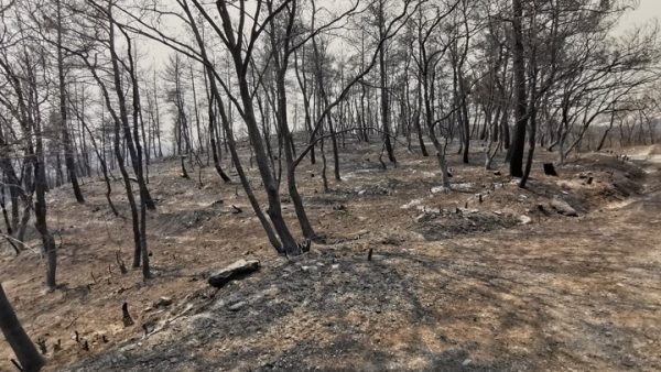 Συνεχίζεται η μάχη με τις πυρκαγιές σε Έβρο και Ροδόπη – Κυβερνητικό κλιμάκιο υπό τον Μ. Βορίδη στην περιοχή