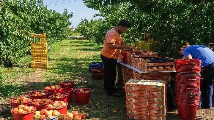 Η επόμενη μέρα μετά την κακοκαιρία Daniel για τη δενδροκομία και τις καλλιέργειες στη Θεσσαλία