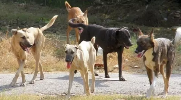 Μία 50χρονη έχασε τη ζωή της μετά από επίθεση σκυλιών – Συνελήφθη ο ιδιοκτήτης τους